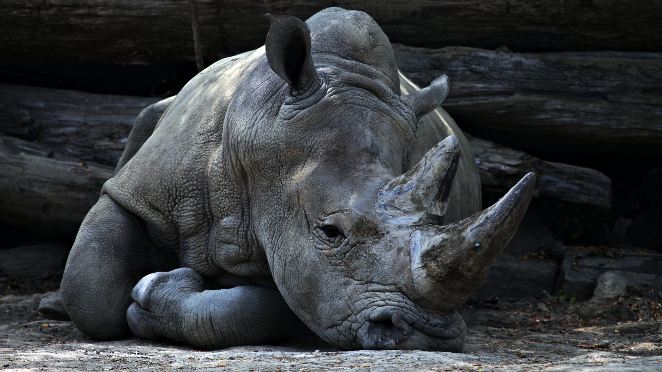 Save Rhino Essay
